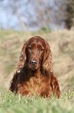 SETTER IRLANDAIS 206
